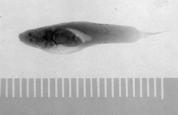 Media type: image;   Ichthyology 6839 Aspect: lateral,description